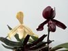 Paphiopedilum 